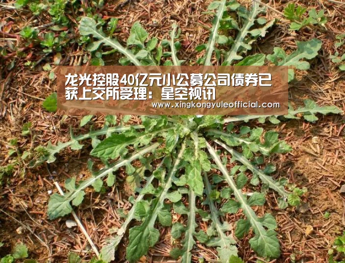龙光控股40亿元小公募公司债券已获上交所受理:星空视讯(图3) 星空视讯