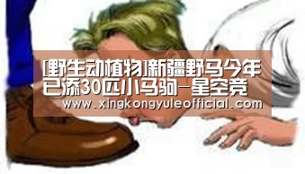 星空视讯